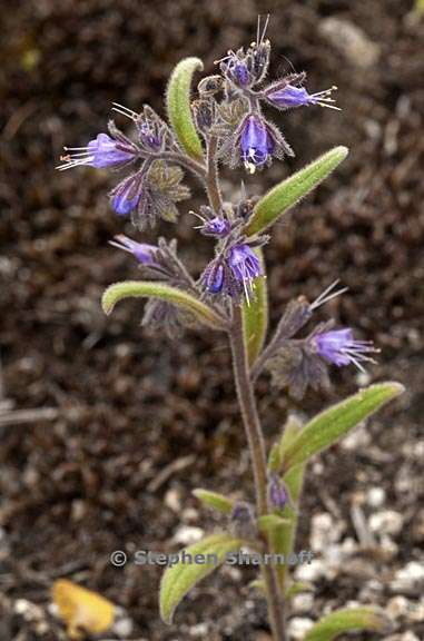 phacelia quickii 1 graphic